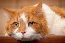 Pes u veterin��e